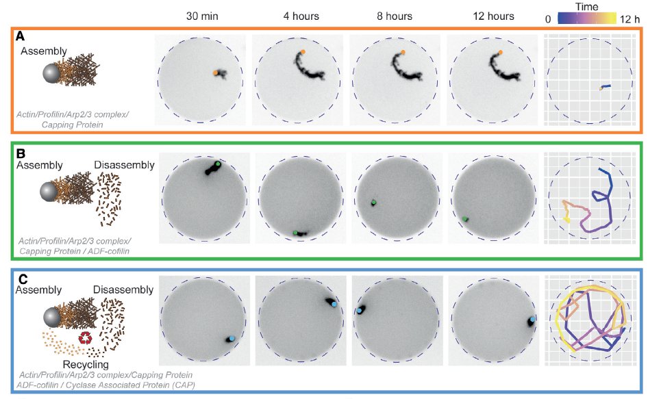 ManuelTHERY's tweet image. This minimal system recapitulates the key roles of energy limitations and components aging in the regulation of the lifetime of living systems.
#SyntheticCell #ArtificialLife
embopress.org/doi/full/10.15…