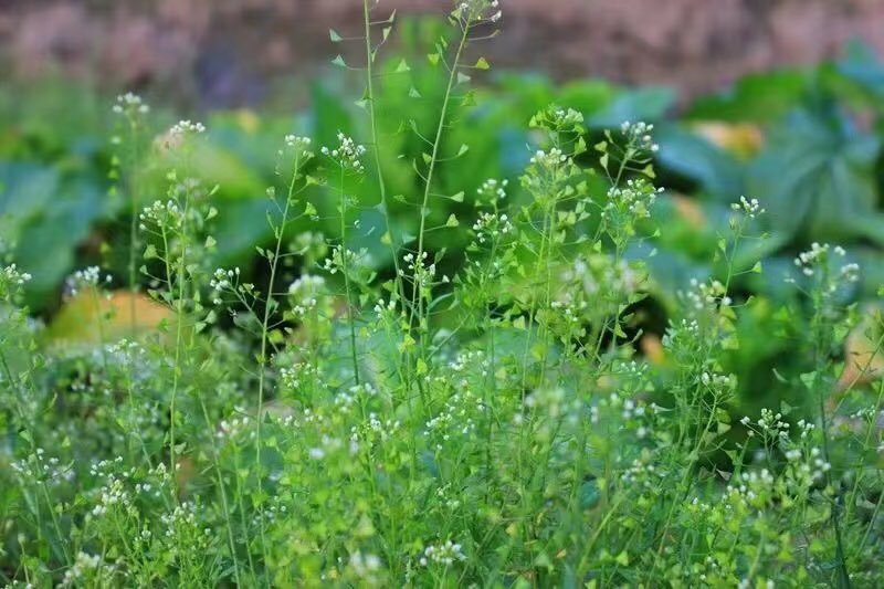 薺菜花做瓶插很美的，有野趣。待薺菜結了果，選一根披滿果的莖，在耳邊搖晃著，可聽見咔啦咔啦的碰撞聲，細微如春雨，所以日語又叫它「砰砰草」