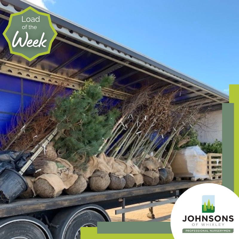 JohnsonsPlants's tweet photo. An impressive load going to our customer in the North East including 1000's of BR hedging and a number of trees and shrubs. #LoadOfTheWeek https://t.co/ewOng4Tjfj