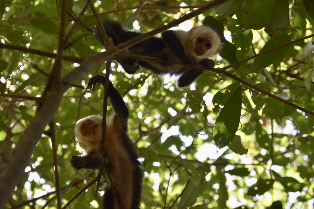 GalottiAlice's tweet photo. They are curious and extremely beautiful #capuchinmonkeys #primates #fieldassistant #workresearch #fieldlife #animalbehavior #ethologist #CostaRica https://t.co/sdXMroNgFf