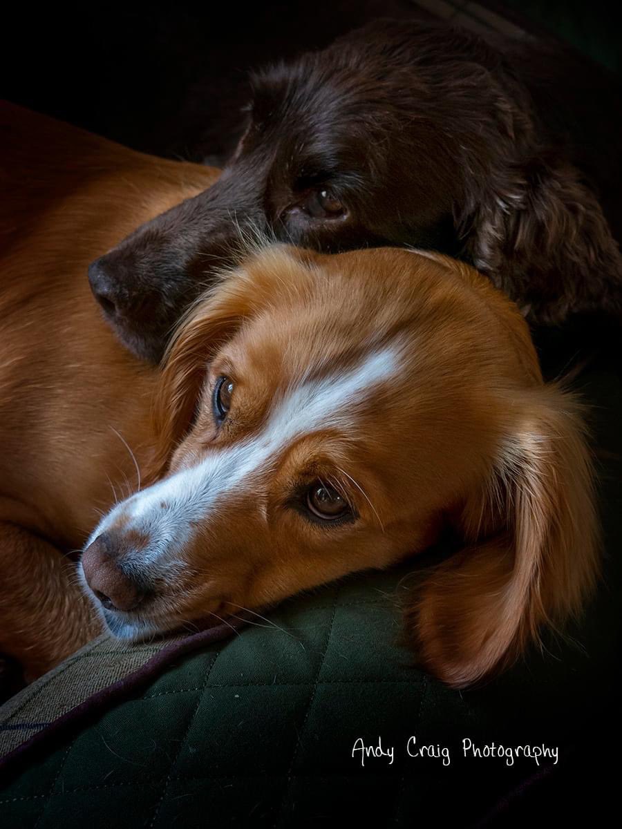 A bit sleepy after this morning’s walk but always ready for adventure (or snacks) #dogs #photography #MondayMood #MondayMorning