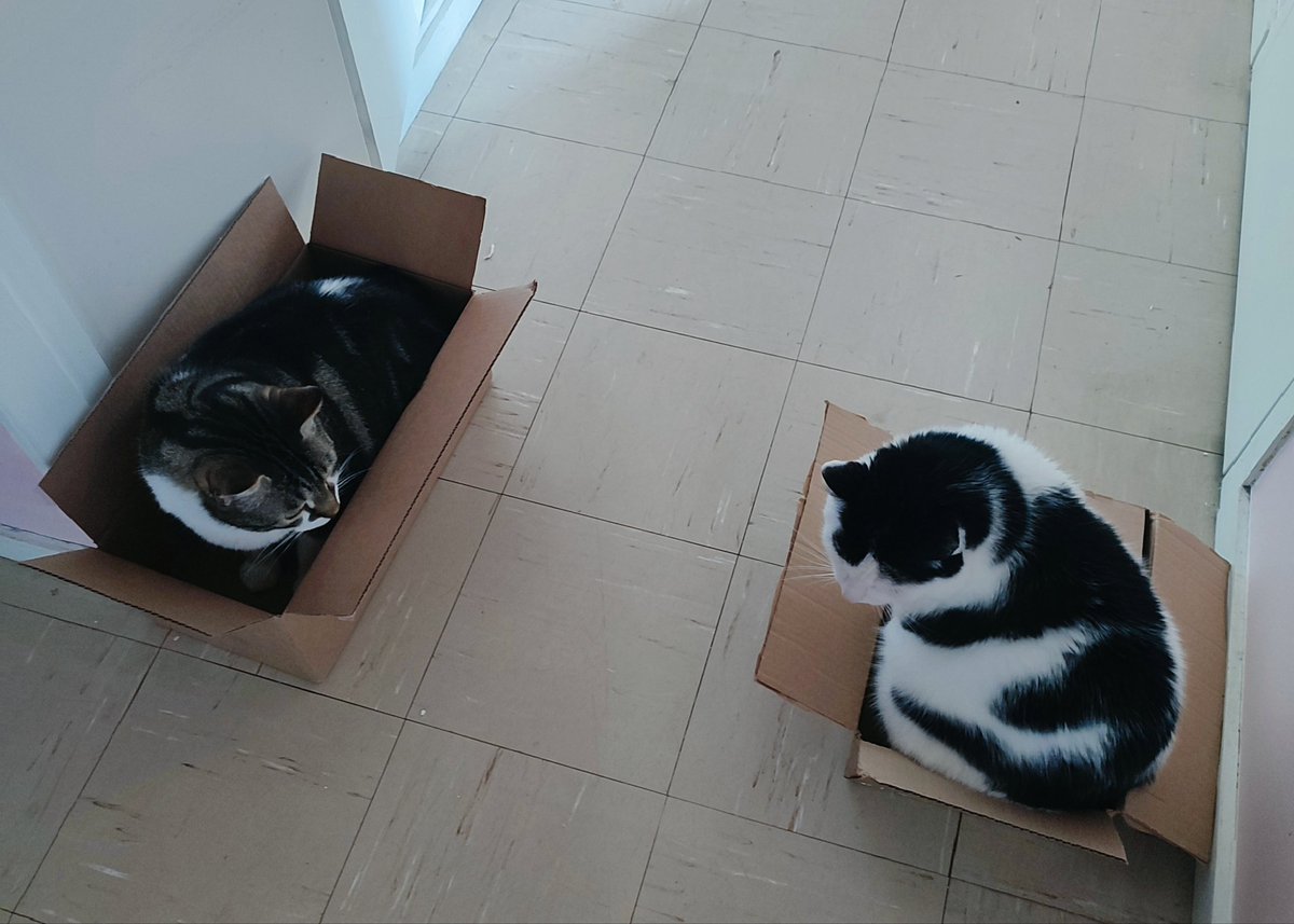 BillyPotichat's tweet photo. Et hop! On est bien rangés.
On adore quand il y a rangement et tri dans la maison. 
😸 https://t.co/Znbl66gudS