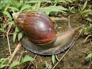demi_farm's tweet photo. Going green with snail farming: An environmentally friendly way to produce protein.

Want to get started on snail farming but you are not sure how? Reach out to us on 0768 494209 for training.

#snailfarming #snailfarmingtips #snailfarmingkenya https://t.co/Bz5cffrA7n