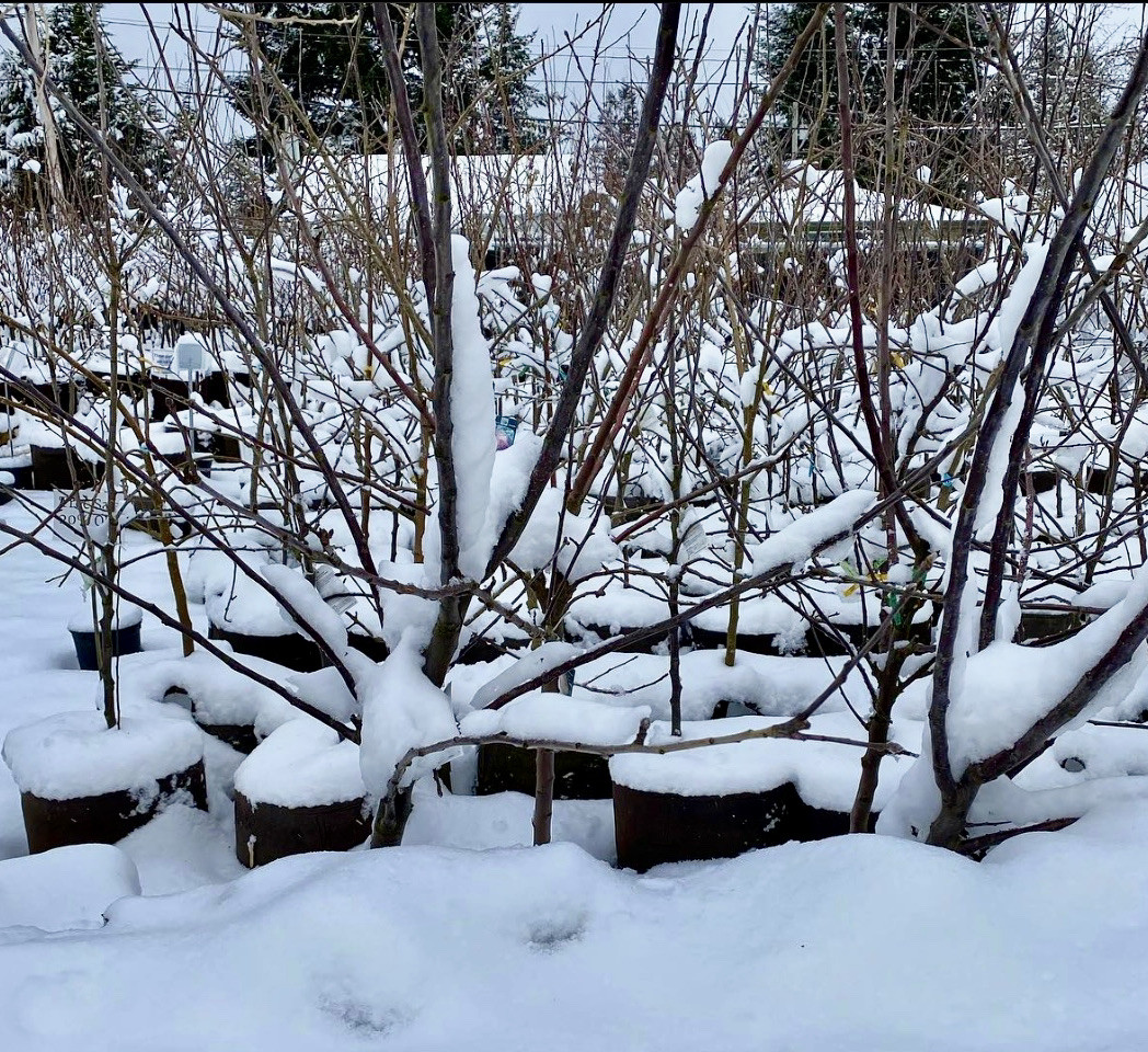 RootPouch's tweet image. Concerned about cold damage to plants? Root Pouch natural fiber blended pots' thermal capabilities offer peace of mind. 

Call us at 503-439-0306 or email info@rootpouch.com, and we'll be there to help.