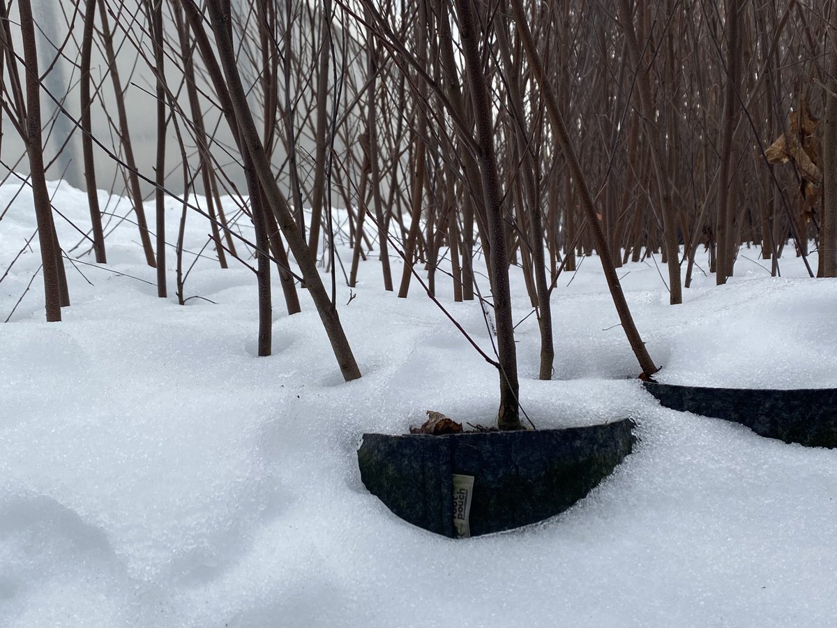 RootPouch's tweet image. Concerned about cold damage to plants? Root Pouch natural fiber blended pots' thermal capabilities offer peace of mind. 

Call us at 503-439-0306 or email info@rootpouch.com, and we'll be there to help.