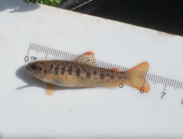 WestcountryRT's tweet photo. WRT recently completed our Electric Fishing Surveys for 2022 🐟

The Rivers Camel, Fowey, Exe, Teign, Lynher and a host of streams in northwest Plymouth each underwent in-depth monitoring as part of a host of ongoing projects.

Read the reports here - https://t.co/mKBYMcetX5 https://t.co/s7fX6IlCPO