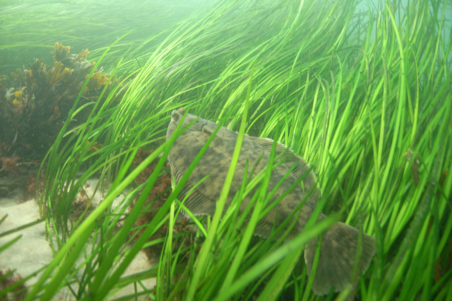 FishAlliance tweet picture