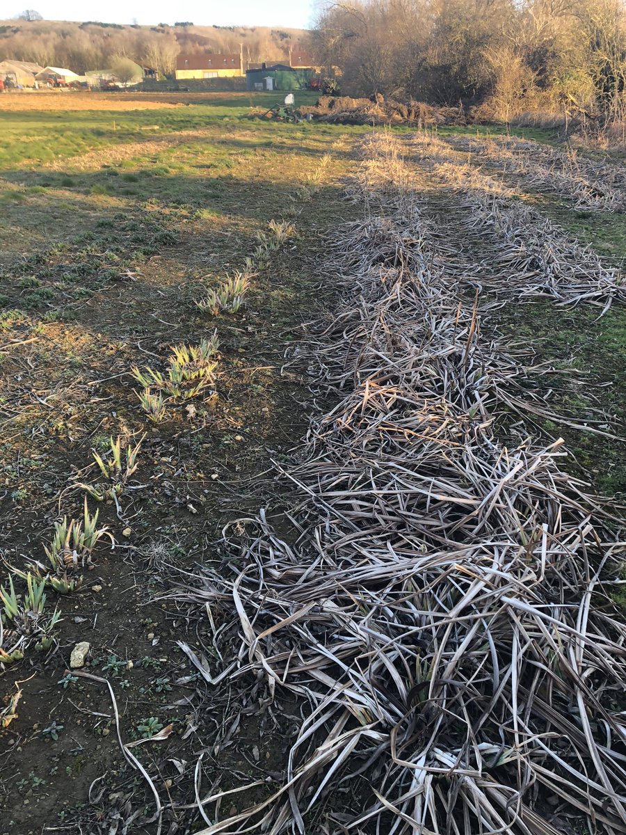 One of our practical experiments, this time on our yellow flag iris. Will the yield/management be better when we clean the old growth away or keep it? What do you think and why? Update to follow after this season’s harvest. #wildflower #seed #production