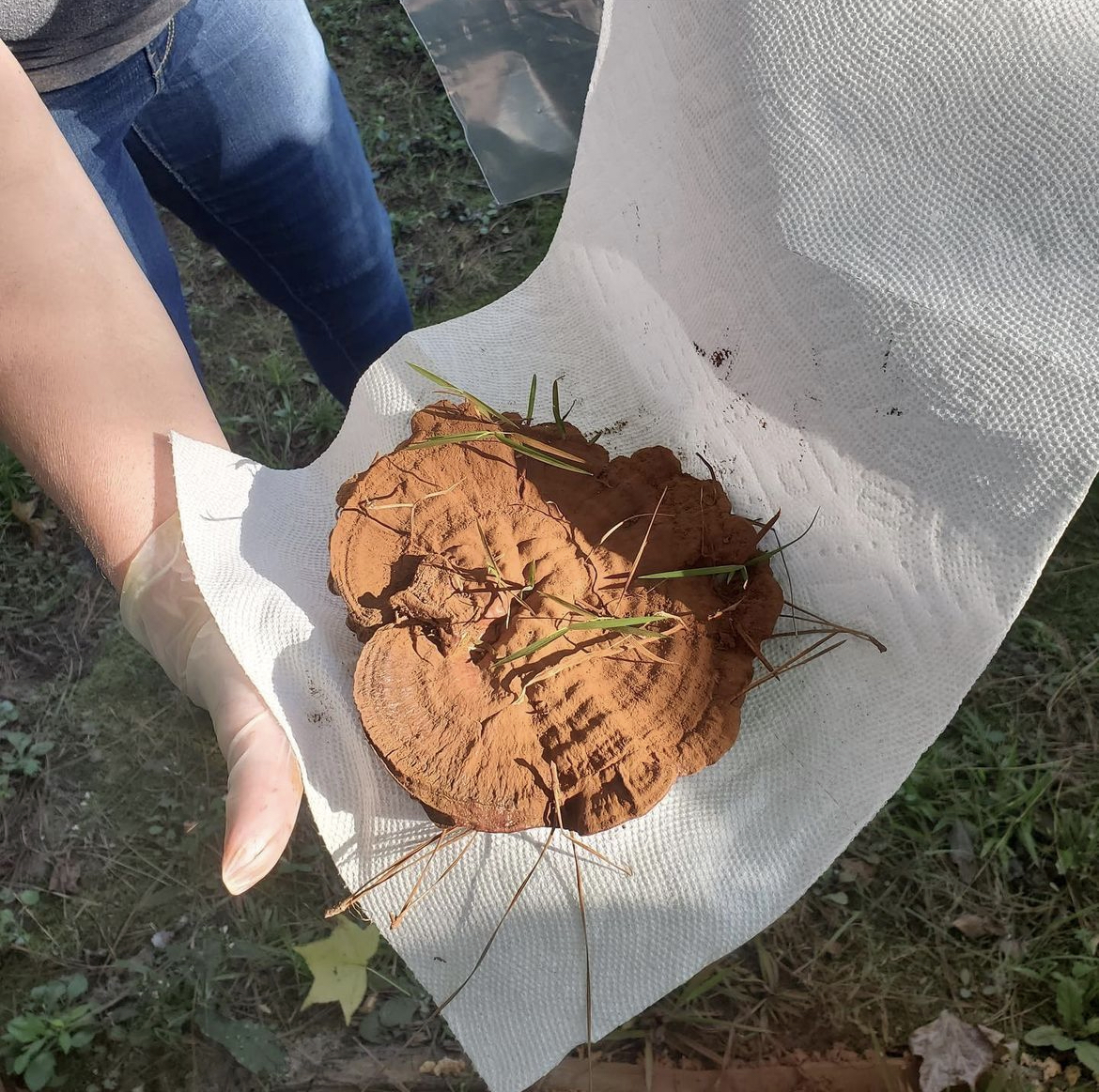 LSUResearch's tweet photo. Today on the #ScholarshipFirst tour, we'll go to Pineville, where this mushroom that holds promise for a new treatment of an aggressive form of breast cancer, was collected. Listen to @LSUpresident @WFTate4's podcast interview with Dr. Rivas to learn more: https://t.co/vs3jYTvsOo https://t.co/N6fsmOmuGE