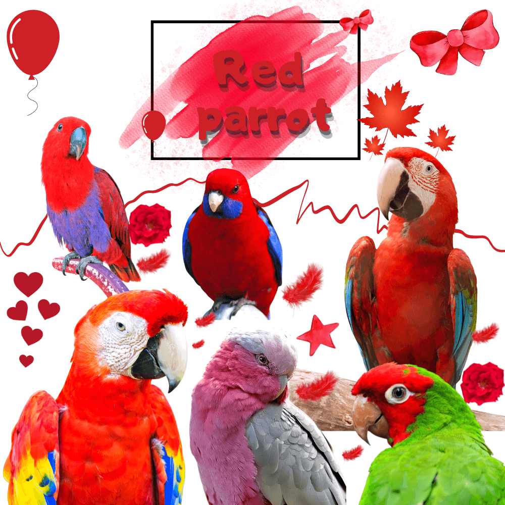 Green_cheekbird's tweet photo. Red parrot
#parrot #redparrot https://t.co/vwIM8aSHl9