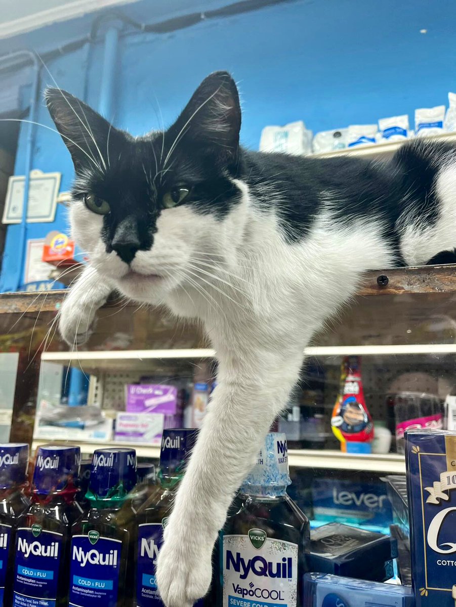 Bodegacats_'s tweet image. 