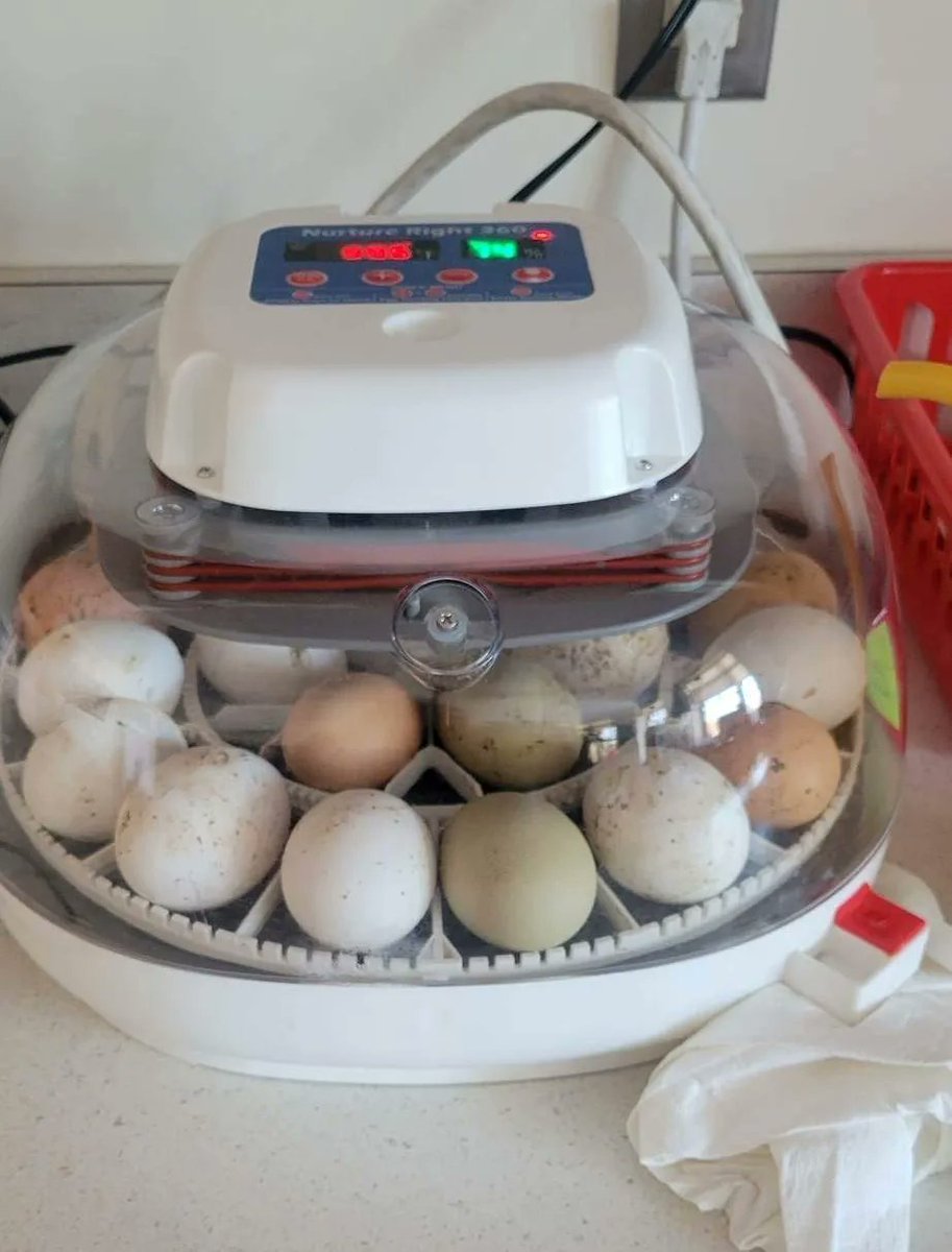 UnionVt's tweet image. Miss Julie's class is having an egg-cellent time learning about the life cycle of chickens! They're so egg-cited for their new classmates to arrive in a few weeks! Alright, we're done with the egg puns... for now. 😉 #unionstreetschool #futurefarmers