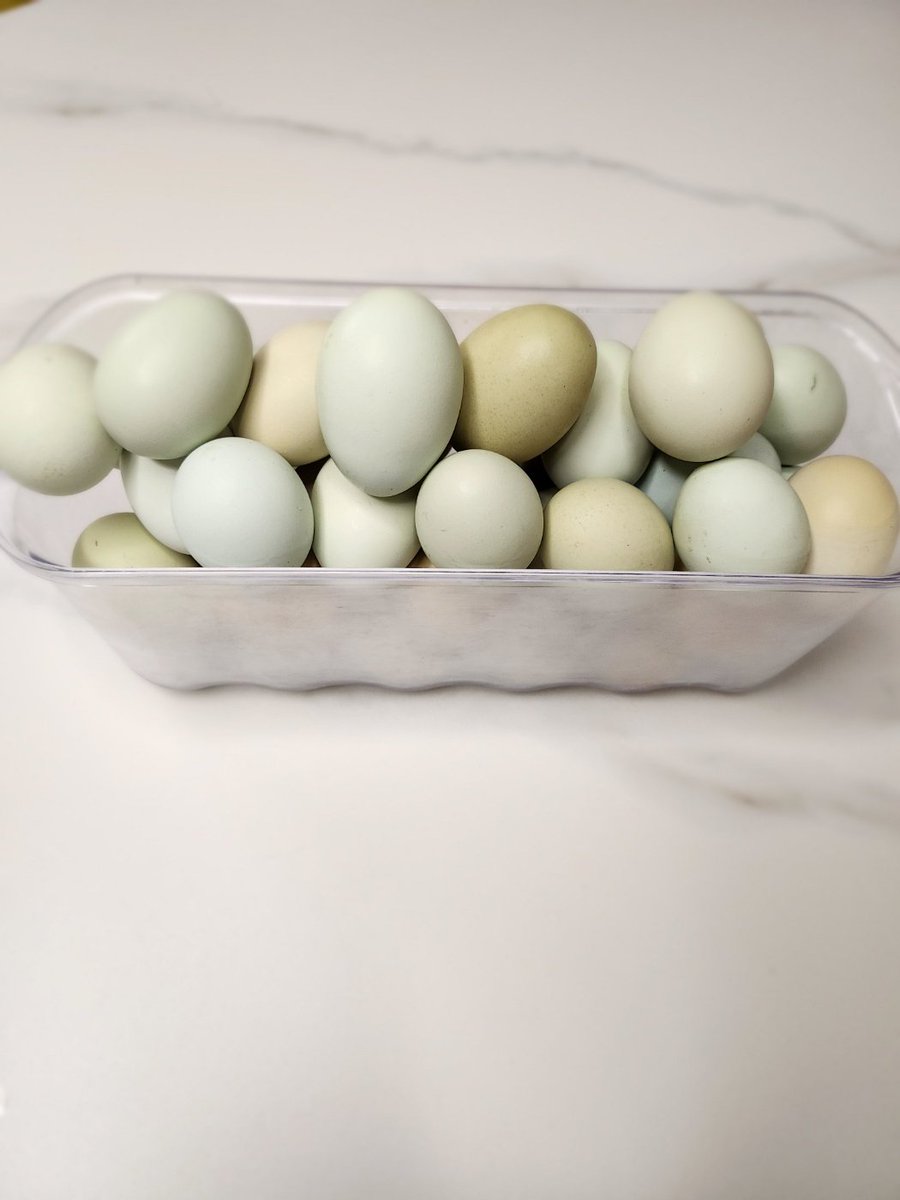 아담이가 준비한 꽃과마카롱~
아라네가 사준 초콜릿~
애들아~미안~~
오빠는 선물로 청계알을 준비했네~^^;
너희 쇼핑백을 선물로 받으며 우와~
이게 뭐에요? 했을때~~
응~청계알~했더니~
알수없는 미묘한 표정~~ㅎㅎ
부커모임에?? 
선물이 청계알???
다시한번 미안~~ㅜㅜ