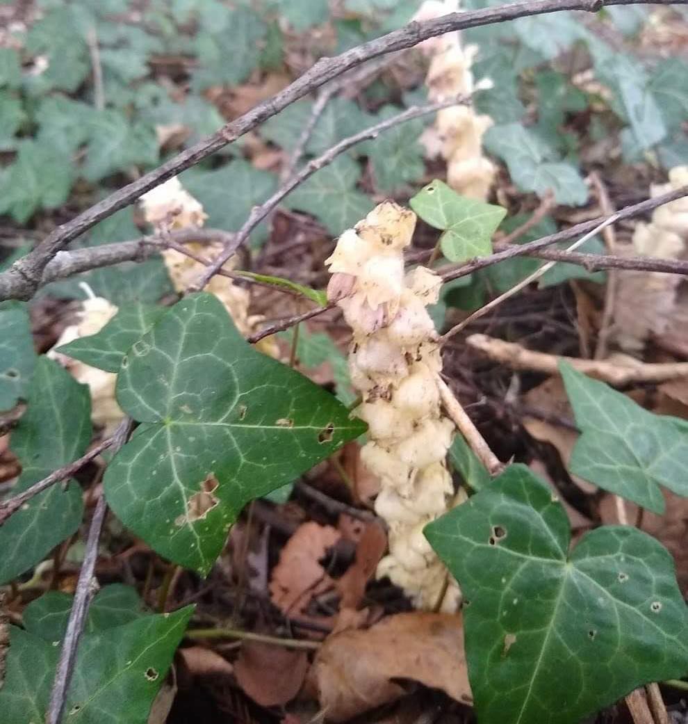 ReadingBioSci's tweet photo. Today we are swapping #Mondayblues for #Mondaybloom!
This unique and rare find starts to appear in early spring in @GardenHarris @UniofReading
Can you identify the #species? Let us know by replying to this tweet
#wildflowerhour @BotanyRNG @jessinthewild #plants https://t.co/uSPribP5aG
