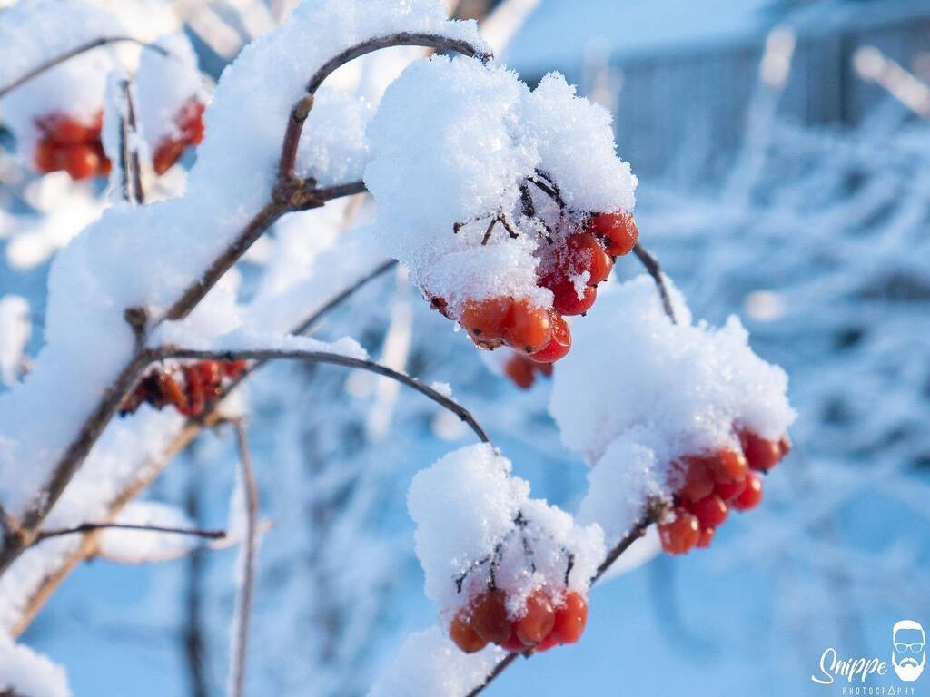 snippephoto's tweet photo. maart roert zijn staart

#winterwonderland #snow #snow #minilandscape #macrophotography #macro_brilliance #macro_perfection #closeupphotography #closeup #natures_shoots_ #natures_lights #natuurfotografie #lumix #landschaftsfotografie #landschapsfotografi… https://t.co/wKPEFTov3n https://t.co/ZDtTKqW6OO