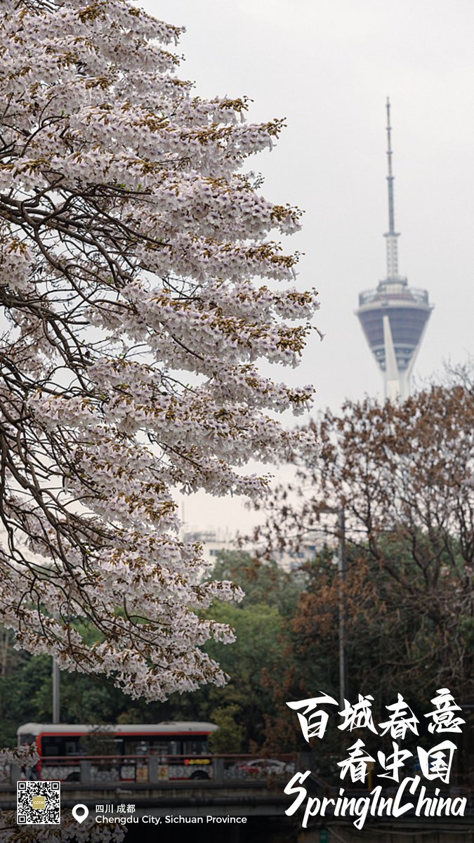 CGTNOfficial's tweet image. Various gorgeous flowers are blooming across #China as temperatures gradually pick up, painting the country in dazzling colors. #SpringInChina