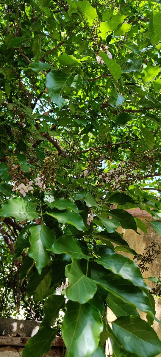 KrishnaveniKes2's tweet photo. #IndianBeechTree summer it will filled with new leaves and the flower will fell everyday for a month. These flowers we can mix with soil and leave for few days...it will be good manure to plants ..in Bangalore City we can find many trees in every street..#Honge #gardening https://t.co/By2k25M5MP
