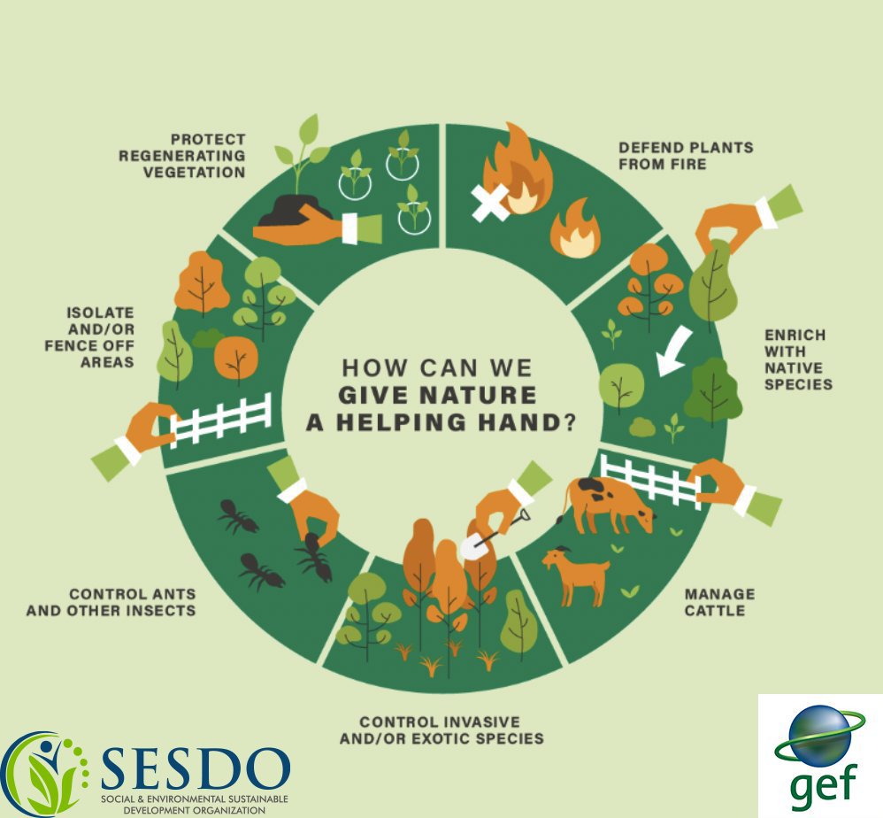 UNBiodiversity's tweet photo. Recently published research found that letting #forests regrow naturally can absorb 23% of the world's CO2 emissions every year 🌳
Discover the many forms of Assisted Natural Regeneration: 🌿https://t.co/vqszhzMq2U
via: 🍃 @restoreforward @thegef #GenerationRestoration #ForNature https://t.co/V9cUQdE2ky