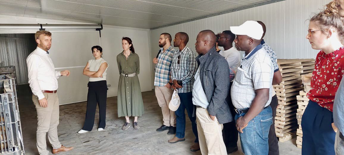 SDGP Potato Value Chain Project Rwanda tweet media