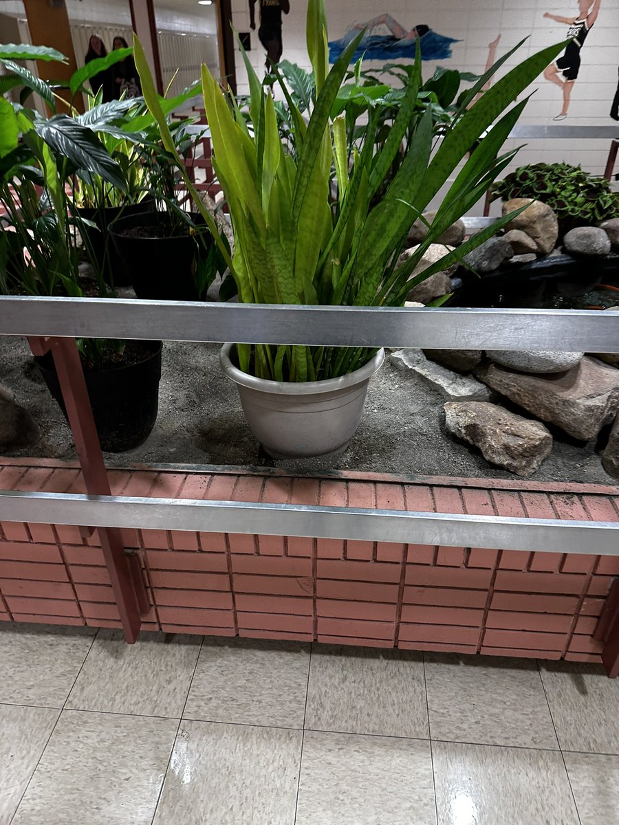 KaidenAbramows1's tweet photo. Due to some ingredients like fertilizer and peat moss these plants are staying heathy and have continuous growth! #apesland https://t.co/19Z1Mz8mj3