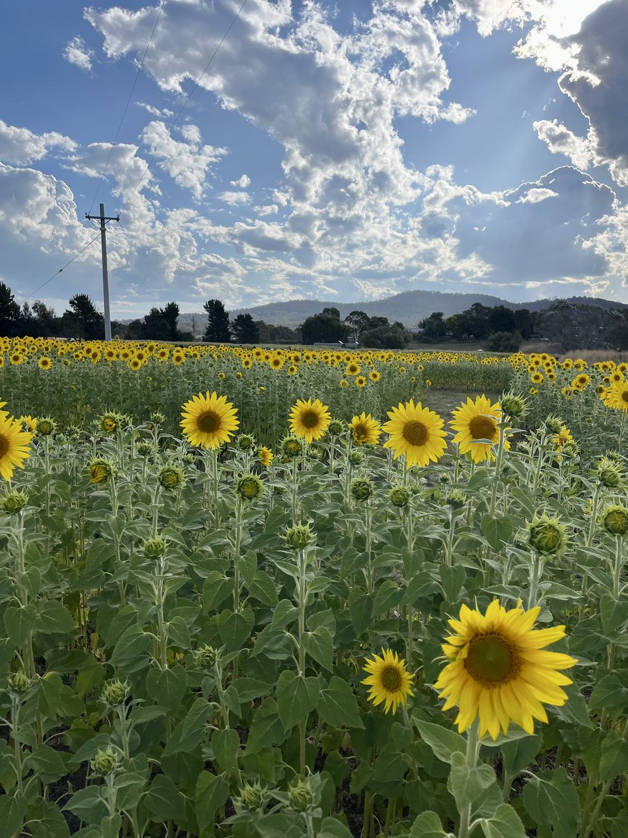 So #Canberra now has a sunflower maze complete with a pick-your-own section &amp; honesty box 🥹🌻💛