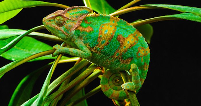 GreenCamaleon's tweet photo. #fauna #SiguemeYTeSigo #sigueme #followme #Camilo https://t.co/ZpMO5KIEgT