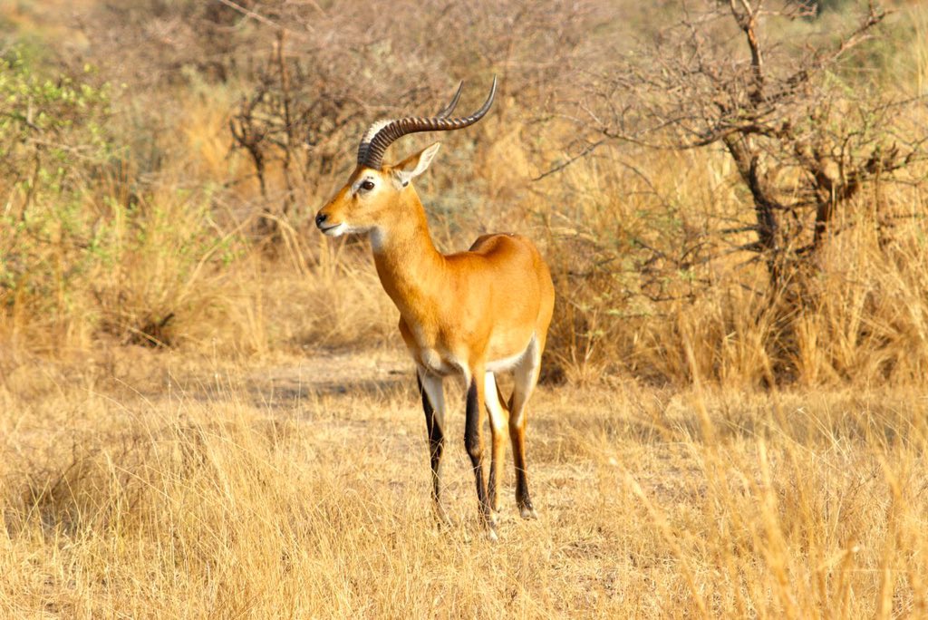 EarlyTrails's tweet photo. #Antelopes are found in the grasslands of #Uganda. They are known for their stunning golden-brown coat and magnificent curved horns. They play an important role in the #ecosystem by grazing on the grasslands and keeping the vegetables in check. Book your trip today.#Safari https://t.co/af4DAhYn31