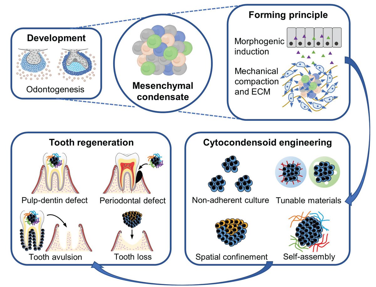 Prof. Yan Jin and colleagues provide a comprehensive #review of mesenchymal condensation in #tooth and #bone development as well as tooth and bone regeneration:

ow.ly/Ybis50NbnC1

#ArticlesInPress #StemCells #teeth #mastication #speech