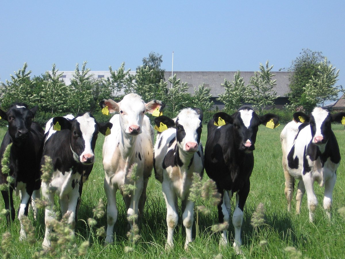 Calling all dairy farmers 📢 The @UniofNottingham has opened the 2023 dairy #CalfManagement survey. Take part to help inform the development of decision support tools for dairy farmers 👉 bit.ly/405qXVB @NottinghamVets #TeamyDairy #HaveYourSay
