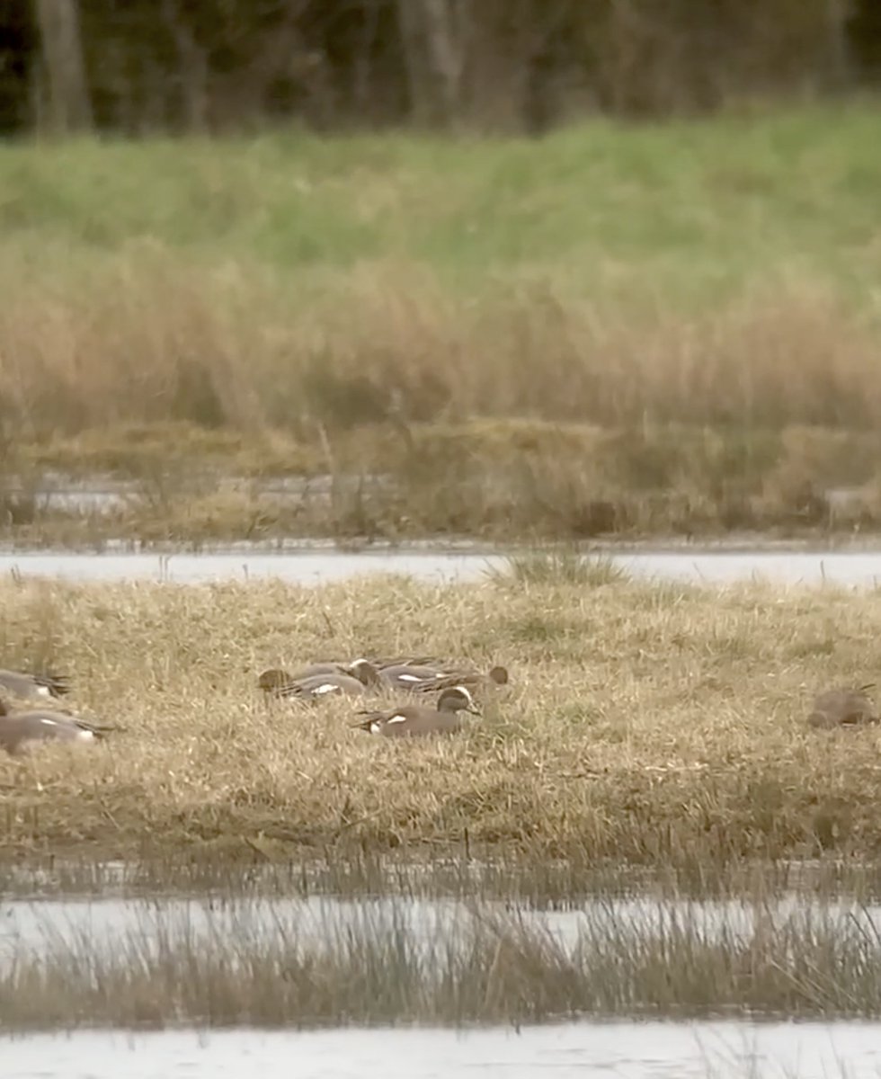 James King (@jamesking7341) on Twitter photo Otmoor, Oxfordshire: Male American Wigeon with 300 Wigeon on North Flood Field, 1.5km ESE of St Andrew's Church 16.00 (11th March) + 2 Crane on Greenaways, 6 Pintail, 140 Teal and 360 Golden Plover E of River Ray <a href="/oxonbirdnews/">Oxon Bird News</a> <a href="/OOSbirding/">Oxford Ornithological Society</a> <a href="/RareBirdAlertUK/">RareBirdAlertUK</a> Otmoor, Oxfordshire: Male American Wigeon with 300 Wigeon on North Flood Field, 1.5km ESE of St Andrew's Church 16.00 (11th March) + 2 Crane on Greenaways, 6 Pintail, 140 Teal and 360 Golden Plover E of River Ray <a href="/oxonbirdnews/">Oxon Bird News</a> <a href="/OOSbirding/">Oxford Ornithological Society</a> <a href="/RareBirdAlertUK/">RareBirdAlertUK</a>