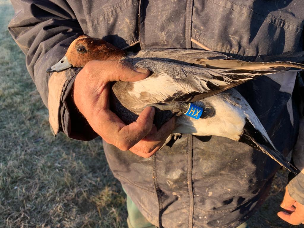 LDV_NNR's tweet photo. Great to hear that one of our #ProjectPenelope Wigeon from the #LDV was spotted alive and well in Texel, the Netherlands last week - presumably already returning east towards its breeding grounds (mirroring the decrease seen across the reserve over recent weeks) @YorkBirding https://t.co/NlB5qu2pRW
