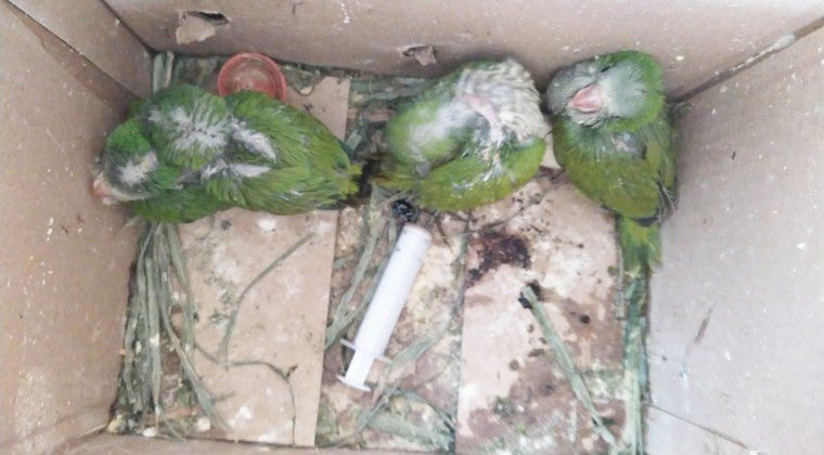 LOS ANIMALES SILVESTRES NO SON MASCOTAS 🦜 ❌❌❌❌

La tenencia esta penada por ley de vida silvestre. BASTA DE FOMENTAR EL MASCOTISMO POR FAVOR. 

Para tener 1 loro de “mascota” mueren 
100, así es el tráfico de “ loros “ . Gracias <a href="/delpynews/">DELPY 📱🎬</a> <a href="/mambiente_py/">Ministerio del Ambiente y Desarrollo Sostenible Py</a>