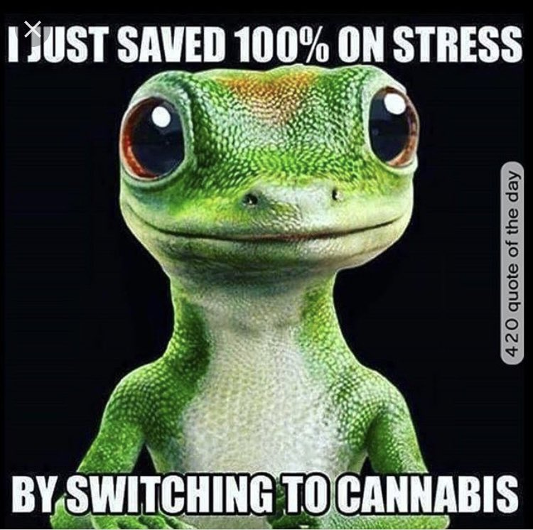 😉✌️🌿💨 #cannabisismedicine #CannabisMedicinal #cannabislife #freetheweed