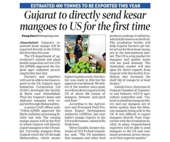 'Aatmanirbhar Gujarat' Gujarat to directly send kesar mangoes to US for the first time. #Gujarat #Mangoes