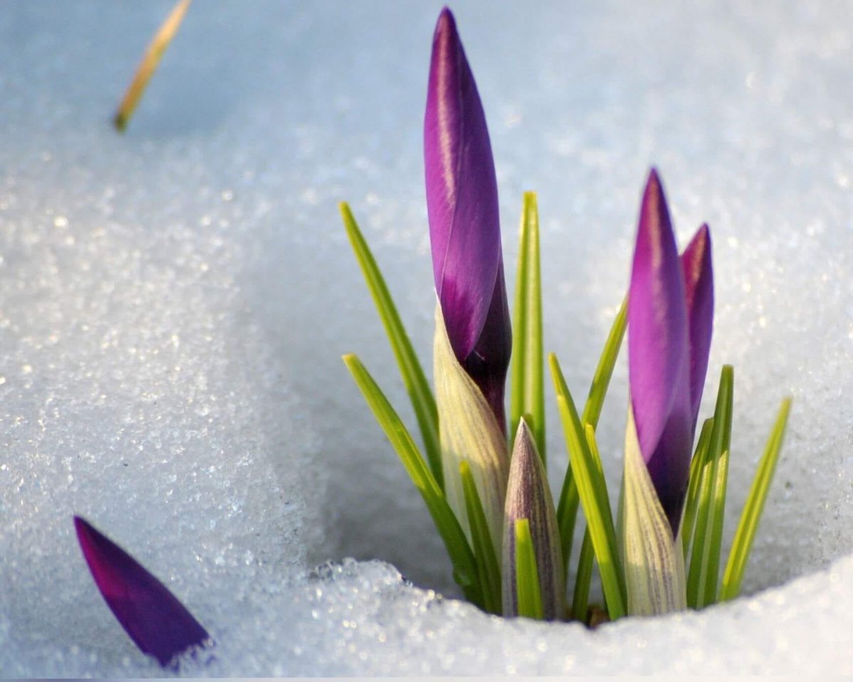 Amber02150's tweet image. A touch of spring 🌷

#MarchVibes 🧣🧤