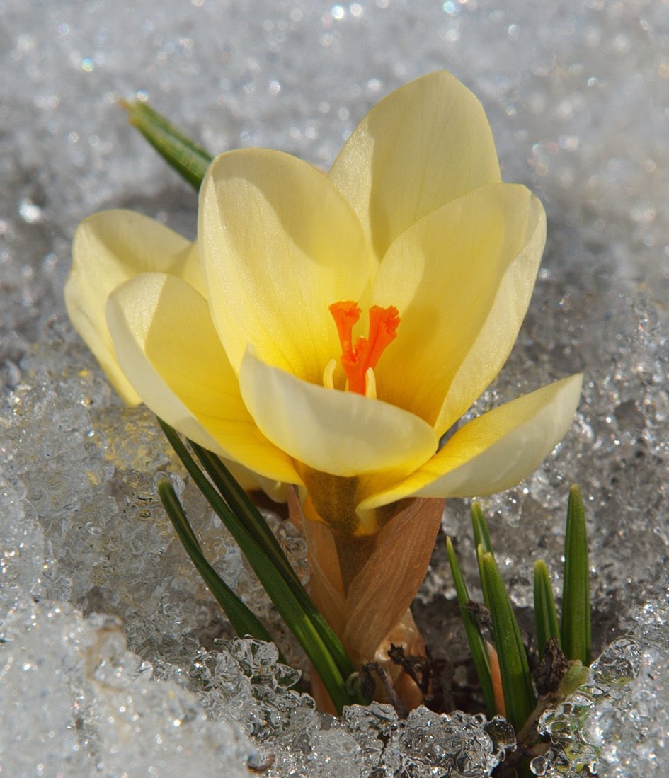 Amber02150's tweet image. A touch of spring 🌷

#MarchVibes 🧣🧤