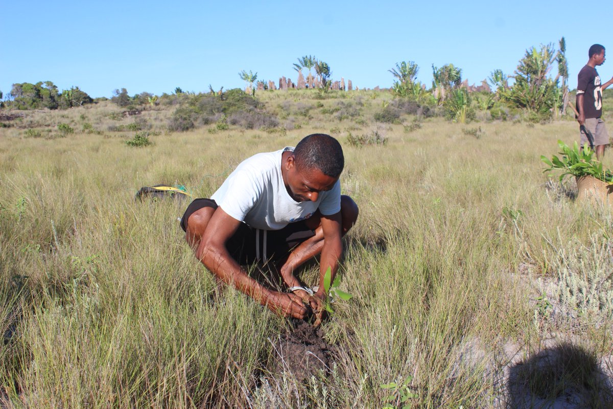 SEEDMadagascar's tweet image. Project Sekoly Maintso is GROW-ing! In February, 680 #seedlings were planted in Esohihy, #offsetting all of the #carbon produced during construction of the #school!

Over to #community representative and plantation assistant Landry now to keep the #trees strong and healthy 😀🌱