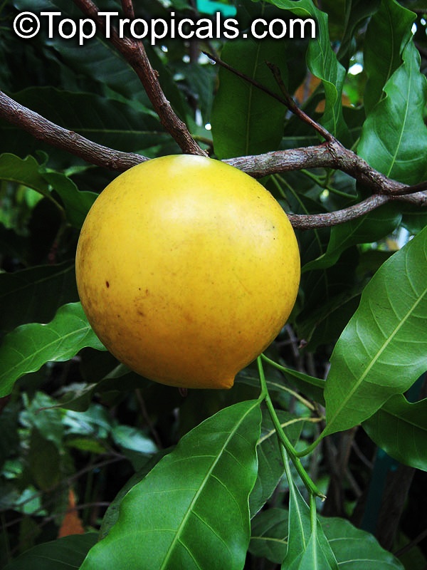 toptropicals's tweet photo. #Pouteria caimito - Abiu tree, Harvest Moon #Sapote is fantastic #tropicalfruit! Size of medium apple, bright yellow when ripe. Flesh is jelly-like, very juicy, sweet, acid-free, surrounded by somewhat hard thick skin. It is eaten raw.
https://t.co/G1Bzbth0gM
#MondayMorivation https://t.co/szNDh7zkJY