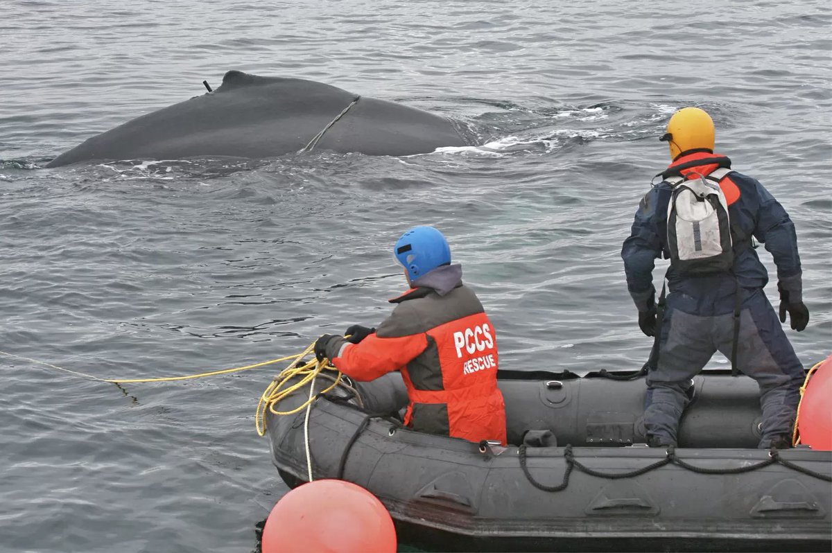 In 2017, the Yamaha Rightwaters team initiated a relationship with Center for Coastal Studies. To date, the Center is responsible for disentangling more than 200 large whales and other marine animals in distress.  

#YamahaRightwaters