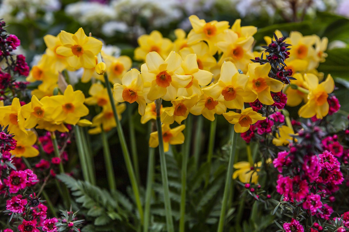 Have a wonderful day everyone! 
Sending some spring time vibes to all of you 💐🧡💛💚
Beautiful #daffodils on display @The_RHS 

#flowerpower #naturelovers #beautifulgardens #GardeningTwitter #gardenideas