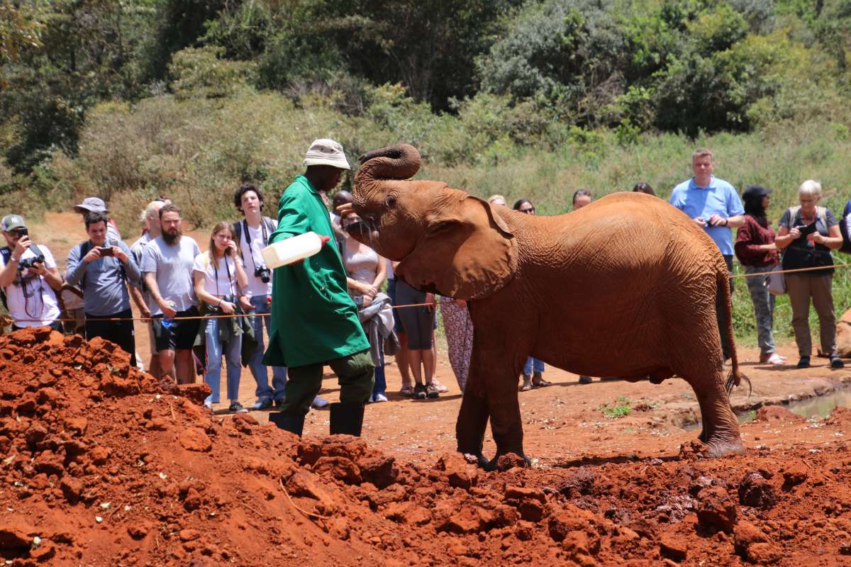 CuteAnimalsPets's tweet photo. Kenya in East Africa: Elephant Orphanage at Nairobi National Park https://t.co/nhAMkXDkZW #Animals https://t.co/ahjp9C9zqv