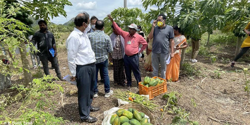 Cirad's tweet photo. En #AndhraPradesh, au sud de l’#Inde 🇮🇳, se joue la plus grande conversion #agroécologique du monde. 
Pour accompagner les pouvoirs publics de cet État, un économiste du #Cirad a dépoussiéré l’exercice de prospective en le rendant collaboratif. 

A lire 👉https://t.co/bYNLbfVFS6 https://t.co/cWkflmu5ZY