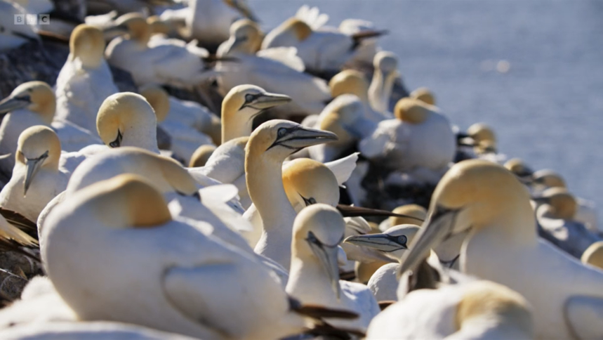 Loved watching <a href="/BBC/">BBC</a> #WildIsles last night. But did you know that the Northern Gannets from Bass rock shown in the episode are impacted by #PFAS? 

This study shows the presence of these forever chemicals in northern gannet eggs: sciencedirect.com/science/articl…