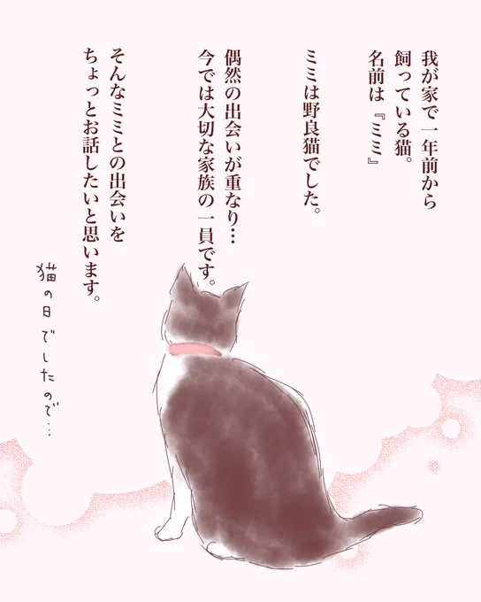 白さんが我が家のミミさんを描いて下さって…今夜は物凄く幸せな夜です☽・:*

白さん本当に有難うございました‼︎‼︎

(ミミさんとの出会い話も一緒に添えさせて頂きます🥹)

#保護猫と暮らす 
#猫がいる幸せ 