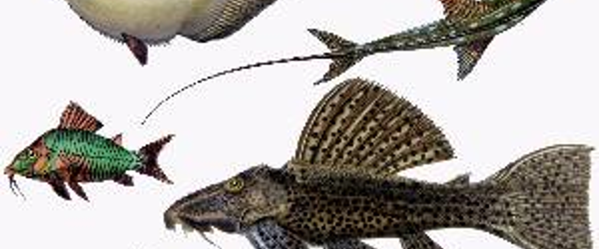 EEB_MSU's tweet photo. Which group of modern fish was the first to branch off from the others?
New research by EEBer @ingo_braasch and @DrewT1023 helped to resolve this debate about patterns of early fish evolution! @FishEvoDevoGeno
#evolution #fish #GenoFish #genomics
https://t.co/Ke9y1jNNSQ https://t.co/3ofpmQzlhW