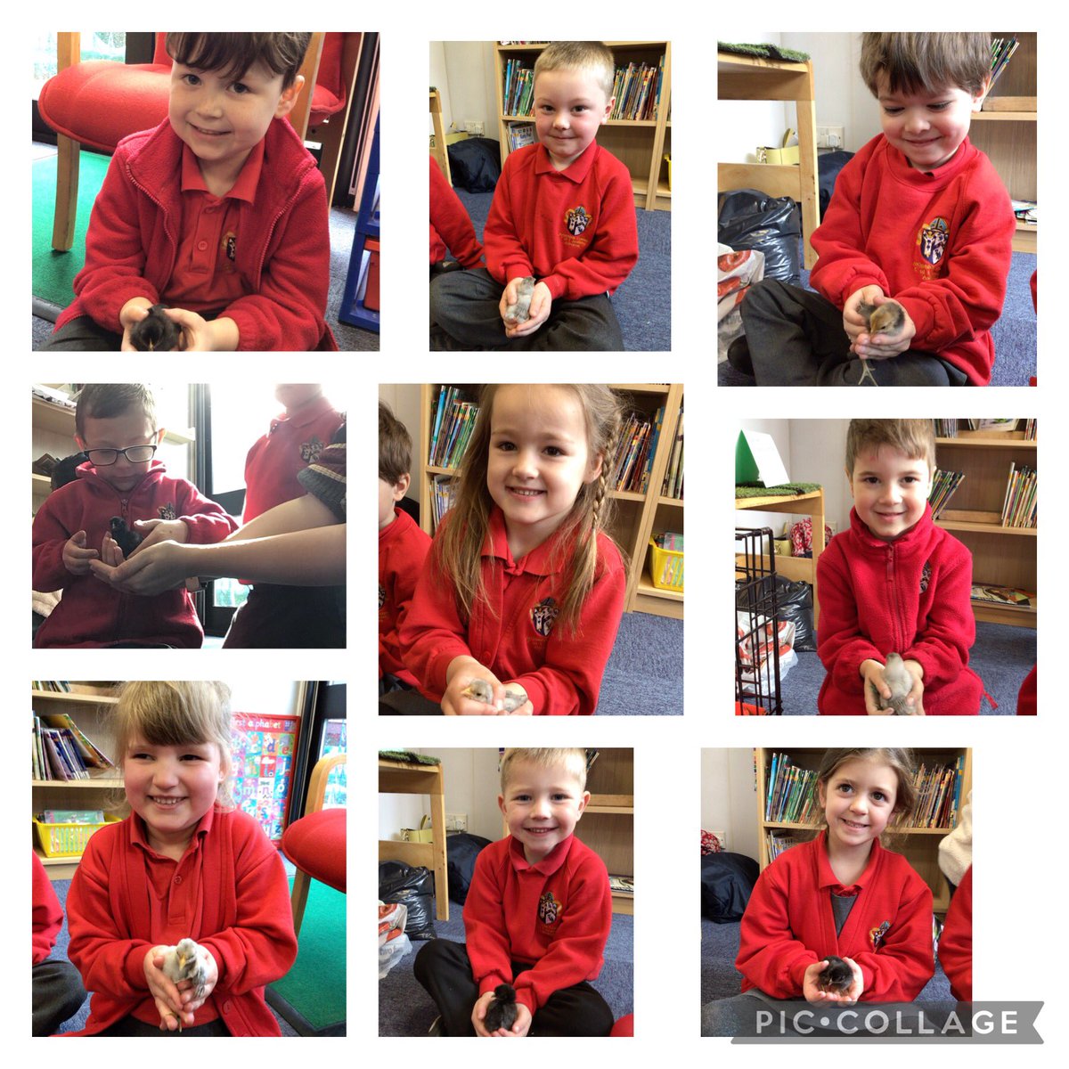 What a fabulous start to our Science Week in Foundation ‘Making Connections’ as we explore lifecycles of a chick 🐥 🐣. The children have loved 🥰 handling chicks. <a href="/ScienceWeekUK/">British Science Week</a>   Real life Real World 🌎 Science.