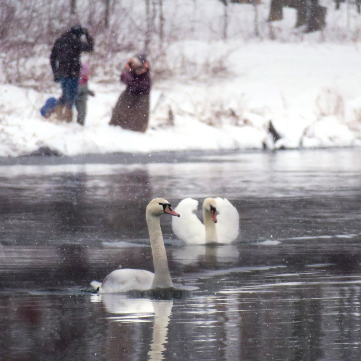 The Bruderhof on Twitter "These beautiful mute swans were spotted on