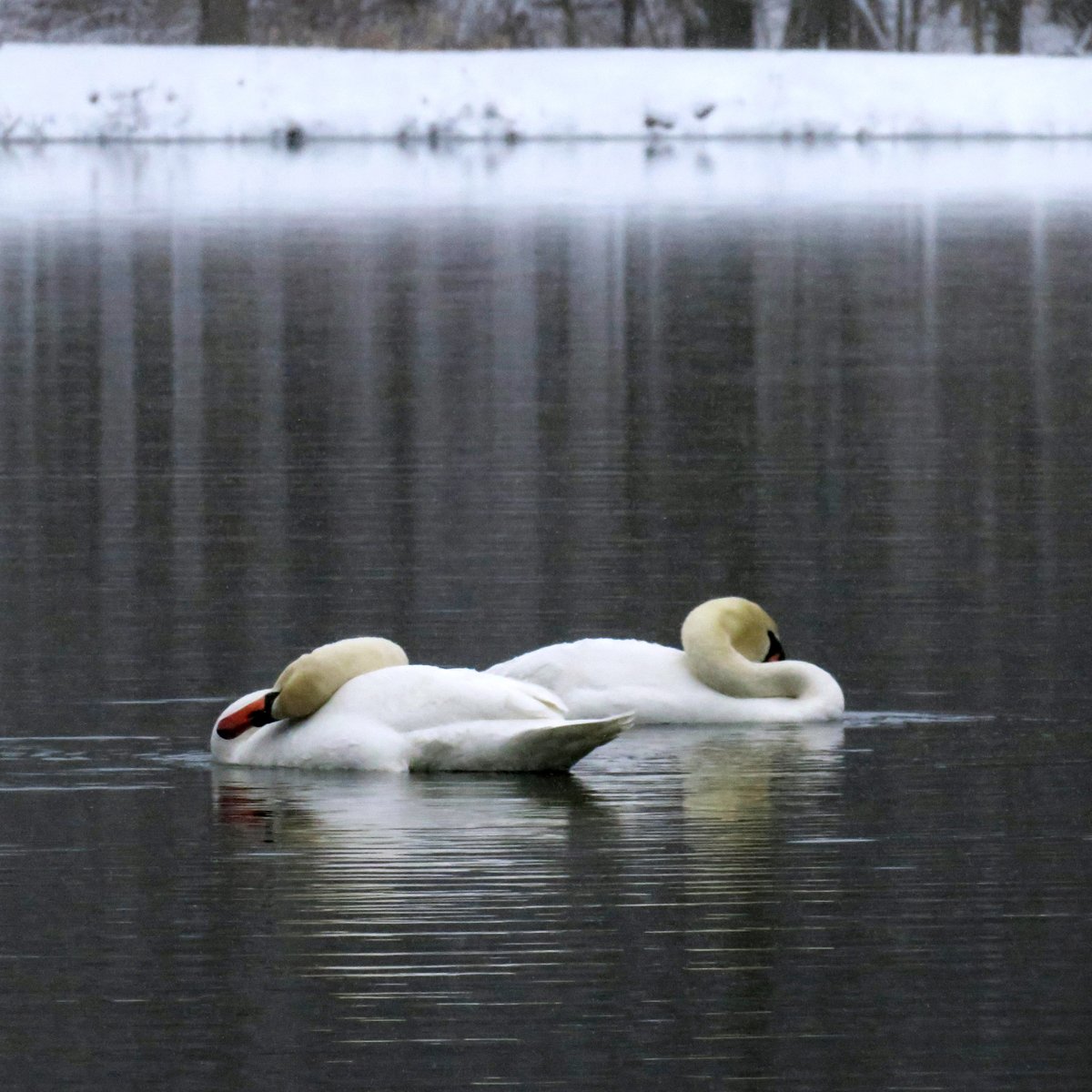 The Bruderhof on Twitter "These beautiful mute swans were spotted on