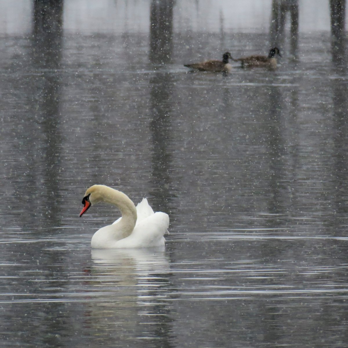 The Bruderhof on Twitter "These beautiful mute swans were spotted on
