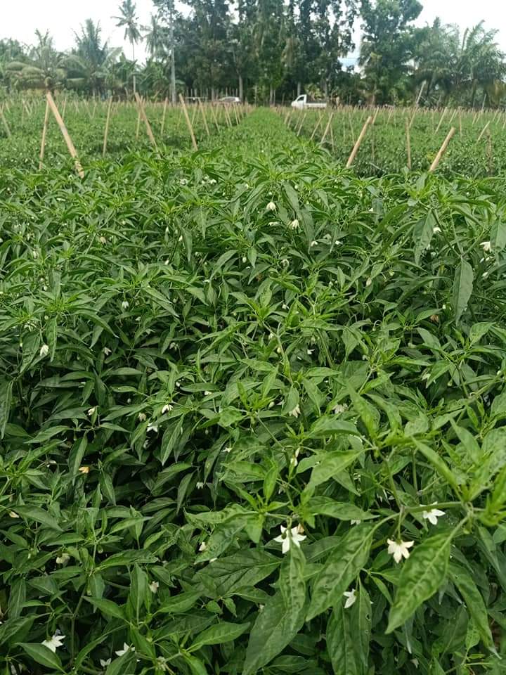 Kabar Indonesia malam....

Jika Anda selalu fokus ke profit dan keuntungan, Anda akan mengurangi kualitas produk. Namun jika Anda fokus untuk menghasilkan produk yang luar biasa, maka profit dan keuntungan akan mengikuti.

Rakyat harus tahu itu